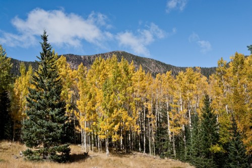 A scenic view of a forest with vibrant autumn foliage and a mountain backdrop under a blue sky with clouds.