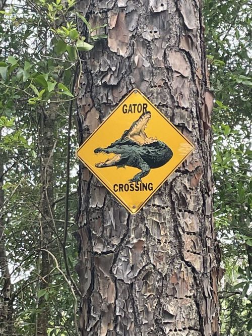 A yellow warning sign on a tree indicating "Gator Crossing," featuring an illustration of an alligator.