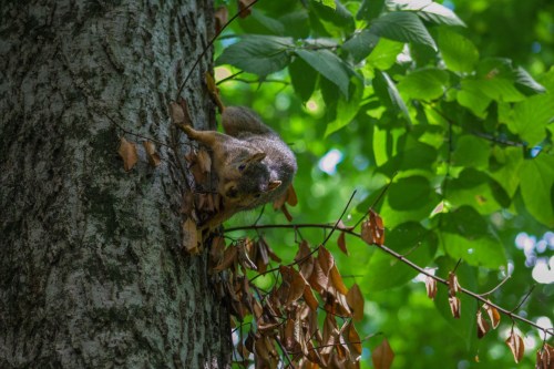 A squirrel clings to a tree trunk surrounded by green leaves and dried branches.