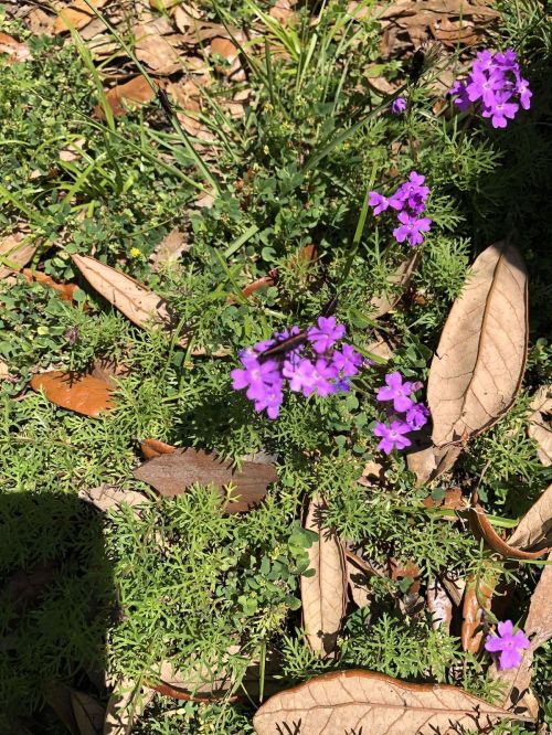 A cluster of small purple flowers surrounded by green foliage and fallen leaves on the ground.