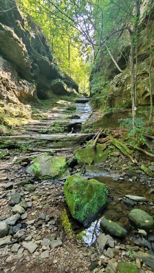 A serene forest scene with a rocky stream, moss-covered stones, and lush greenery along the canyon walls.