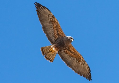A hawk soaring in a clear blue sky, wings spread wide, showcasing its brown and white plumage.