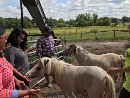 A group of people interacting with two white ponies in a grassy field under a cloudy sky.