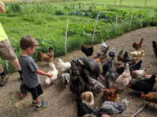 A child feeds a flock of chickens in a green, grassy area with garden plants in the background.