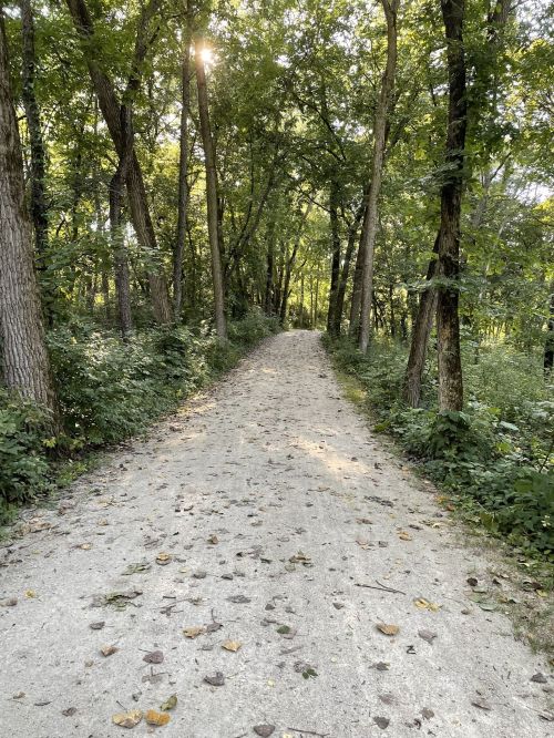A serene dirt path winding through a lush, green forest with sunlight filtering through the trees.
