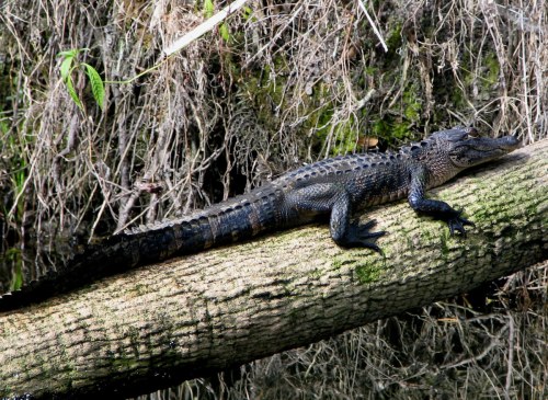 A black crocodile resting on a log near a riverbank, surrounded by vegetation.
