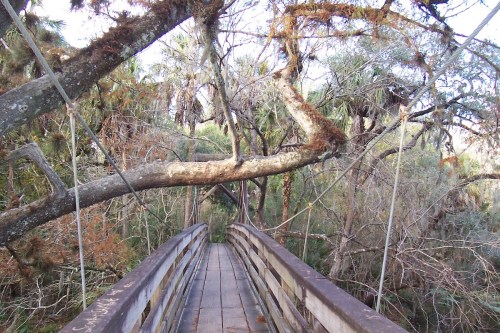 A wooden suspension bridge surrounded by dense trees and foliage, with a large branch arching over the path.