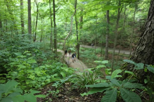 A lush green forest path with hikers in the distance, surrounded by trees and foliage.