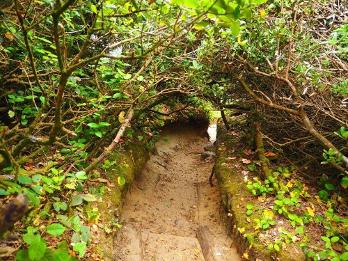 A narrow, sandy path surrounded by dense greenery and overhanging branches, leading into a natural tunnel.