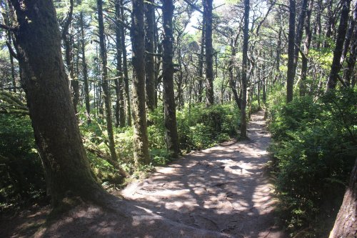A winding dirt path through a dense forest with tall trees and lush greenery on either side.