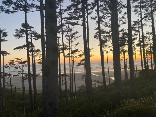 Sunset over the ocean viewed through tall trees, with a sandy beach visible in the distance.