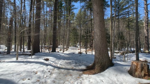 A snowy forest path surrounded by tall trees under a clear blue sky.