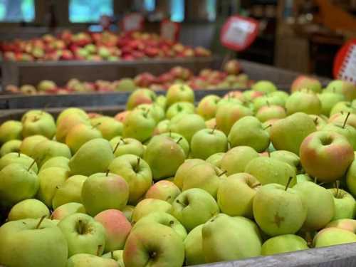 A close-up of green apples in wooden crates, with red apples visible in the background at a market.