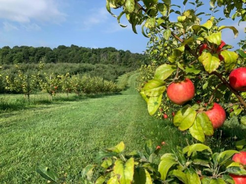 A lush apple orchard with red apples on trees and a grassy path leading through the rows of trees under a blue sky.