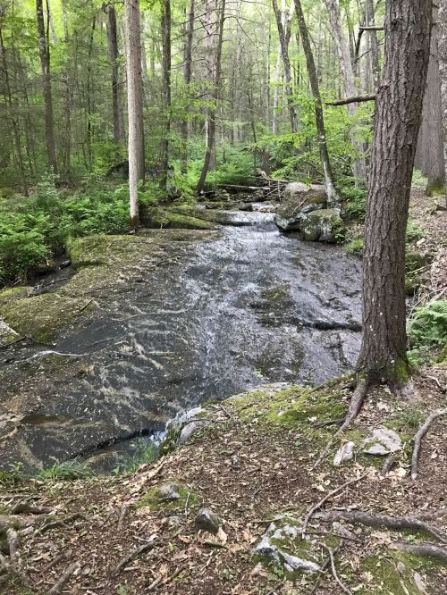 A serene forest scene with a flowing stream, surrounded by lush greenery and rocky terrain.