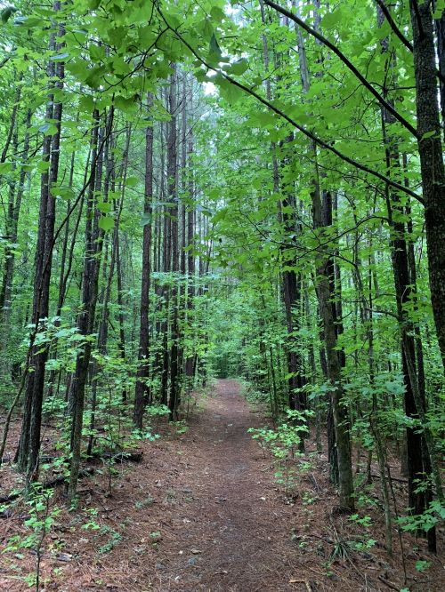 A serene forest path surrounded by tall trees and lush green foliage.