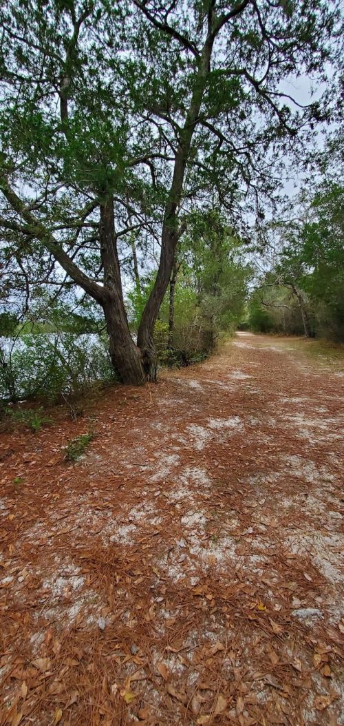 A serene path lined with trees and scattered pine needles, leading through a peaceful natural setting.