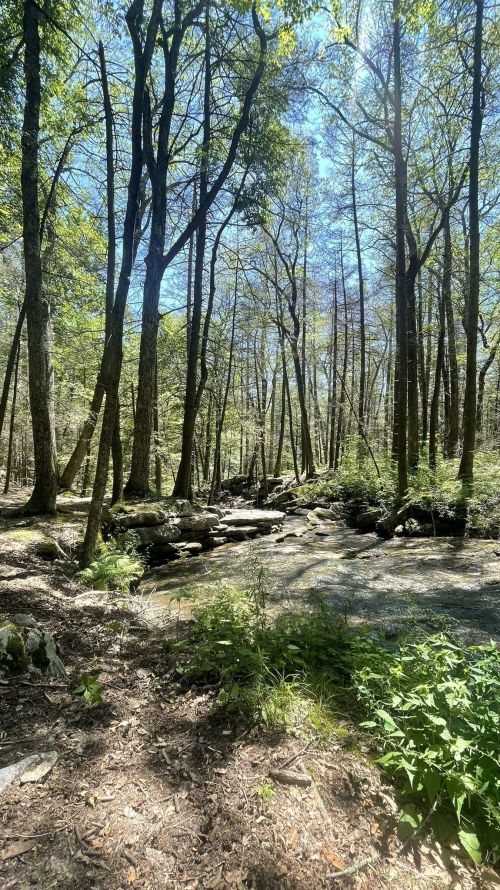 A serene forest scene with tall trees, a rocky stream, and sunlight filtering through the leaves.