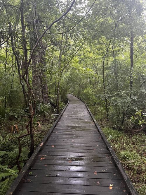 A wooden boardwalk winding through a lush, green forest after rain, surrounded by trees and foliage.