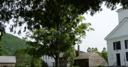 A scenic view of a tree and historic buildings with a green hillside in the background under a clear sky.