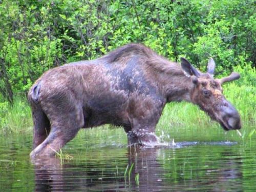 A moose wading through shallow water, surrounded by lush green vegetation.