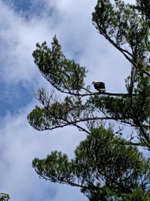 A bird perched on a tree branch against a backdrop of blue sky and clouds.