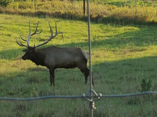 A large elk with antlers stands in a grassy field, framed by a fence in the foreground.