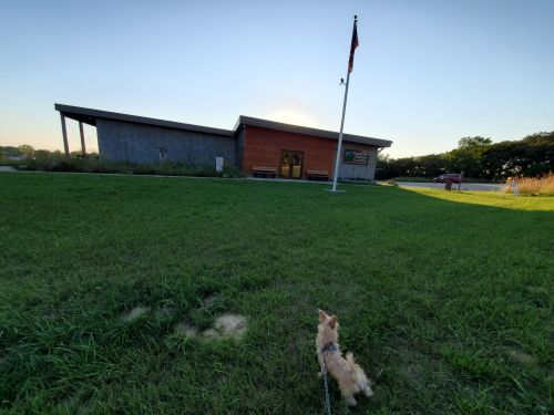 A small dog on a leash stands on grass, facing a modern building with a flagpole at sunset.