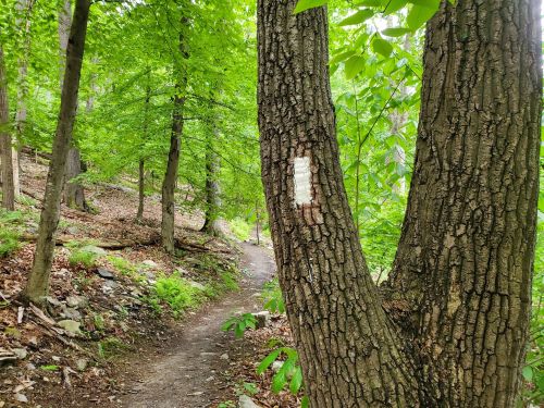 A forest path winding through lush green trees, with a marked tree trunk in the foreground.