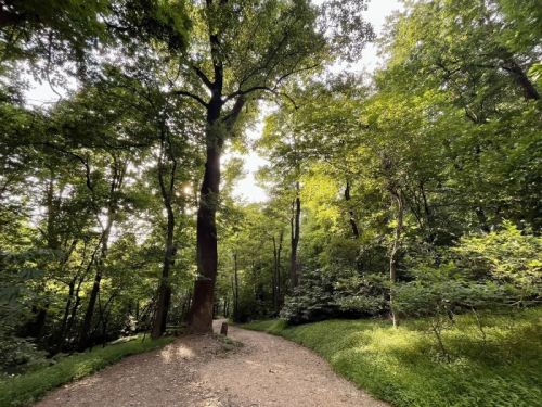 A winding path through a lush green forest, with tall trees and dappled sunlight filtering through the leaves.