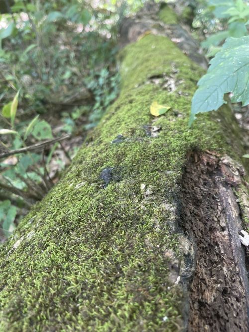 A close-up of a moss-covered tree trunk in a lush, green forest setting.