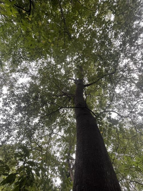 Looking up at a tall tree through dense green leaves, with a cloudy sky visible above.