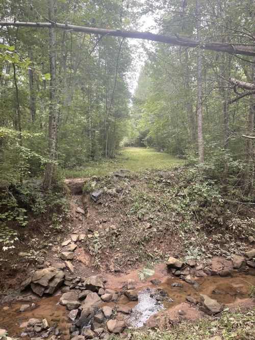A serene forest scene with a small creek and a grassy path leading through lush green trees.