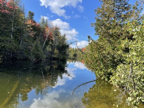 A serene river scene with trees reflecting in calm water under a blue sky with fluffy clouds and hints of autumn colors.