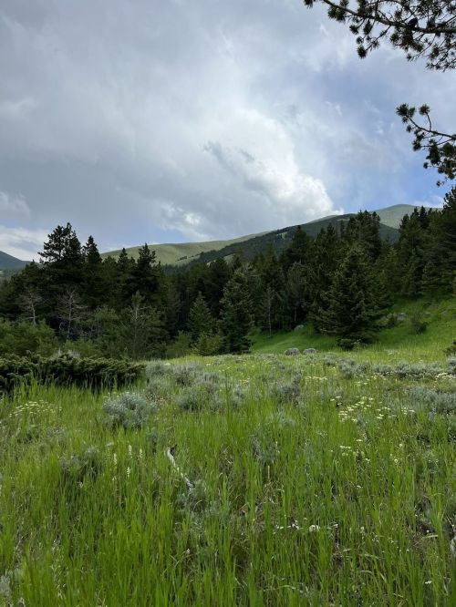 Lush green meadow surrounded by trees and mountains under a cloudy sky.