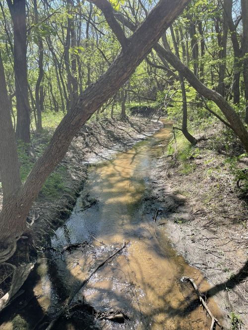 A serene creek flows through a wooded area, surrounded by green trees and dappled sunlight.