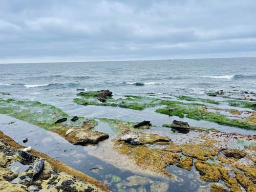A rocky shoreline with green seaweed, gentle waves, and a cloudy sky over the ocean in the background.