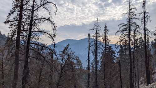 A forest scene with tall, bare trees and a misty mountain backdrop under a cloudy sky.