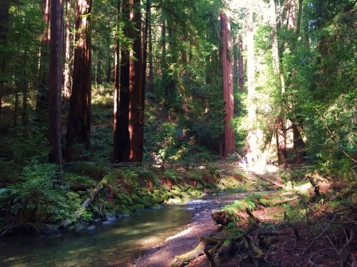 A serene forest scene with tall redwood trees, a gentle stream, and dappled sunlight filtering through the leaves.