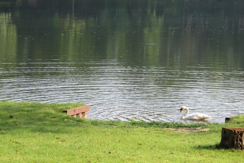 A serene lake scene with a swan swimming near the shore, surrounded by green grass and gentle ripples on the water.