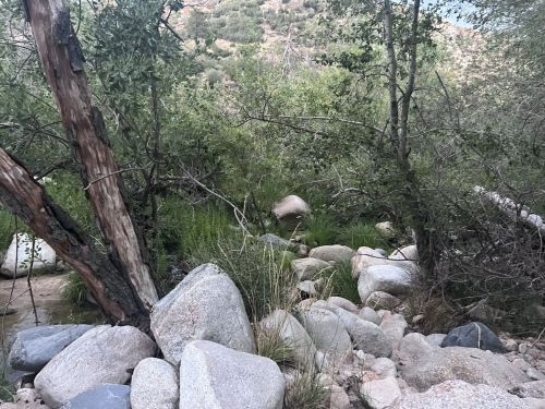 A rocky landscape surrounded by dense greenery and trees, with a hillside in the background.