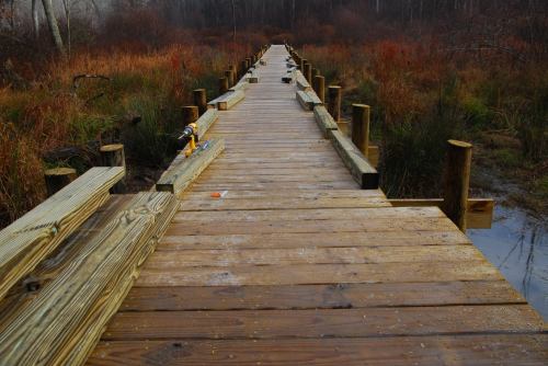 A wooden boardwalk stretches through a marshy area, surrounded by tall grasses and trees in the background.