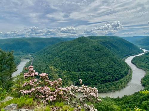 A scenic view of lush green hills and a winding river, with blooming flowers in the foreground under a cloudy sky.