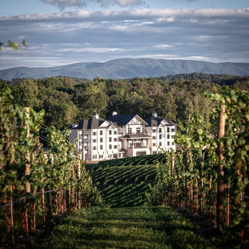A scenic vineyard with lush green rows, leading to a large building surrounded by trees and mountains in the background.