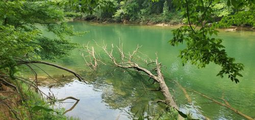 A serene river scene with clear green water, surrounded by lush trees and a fallen branch partially submerged.