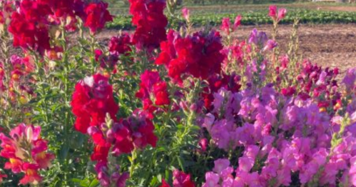 Vibrant red and pink snapdragon flowers blooming in a sunny field.