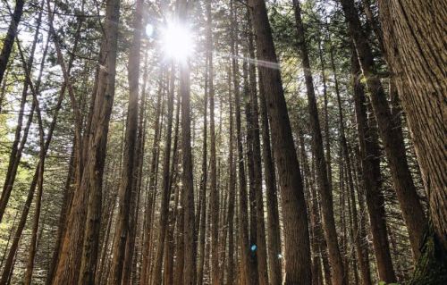 Sunlight filters through tall trees in a dense forest, creating a serene and peaceful atmosphere.