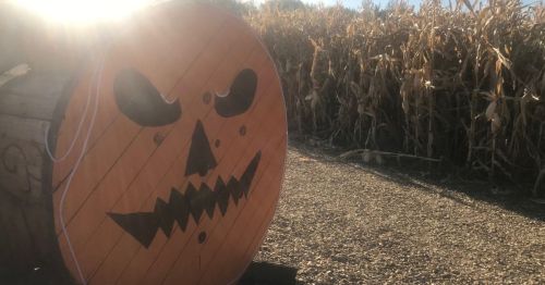 A large wooden pumpkin decoration with a menacing face, set against a backdrop of tall corn stalks.