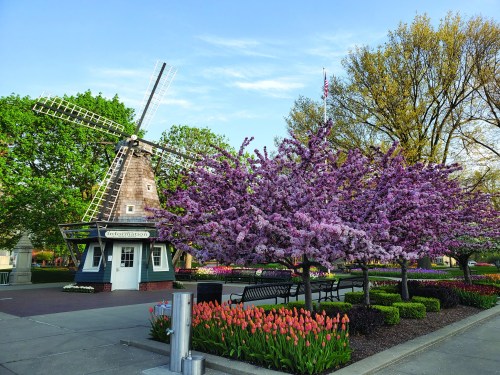 A picturesque scene featuring a windmill surrounded by blooming pink trees and colorful tulips in a park setting.