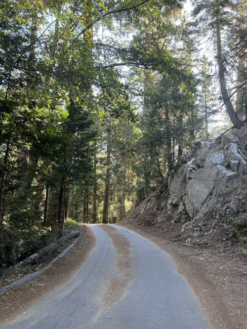 A winding road through a dense forest, surrounded by tall trees and rocky terrain. Sunlight filters through the leaves.